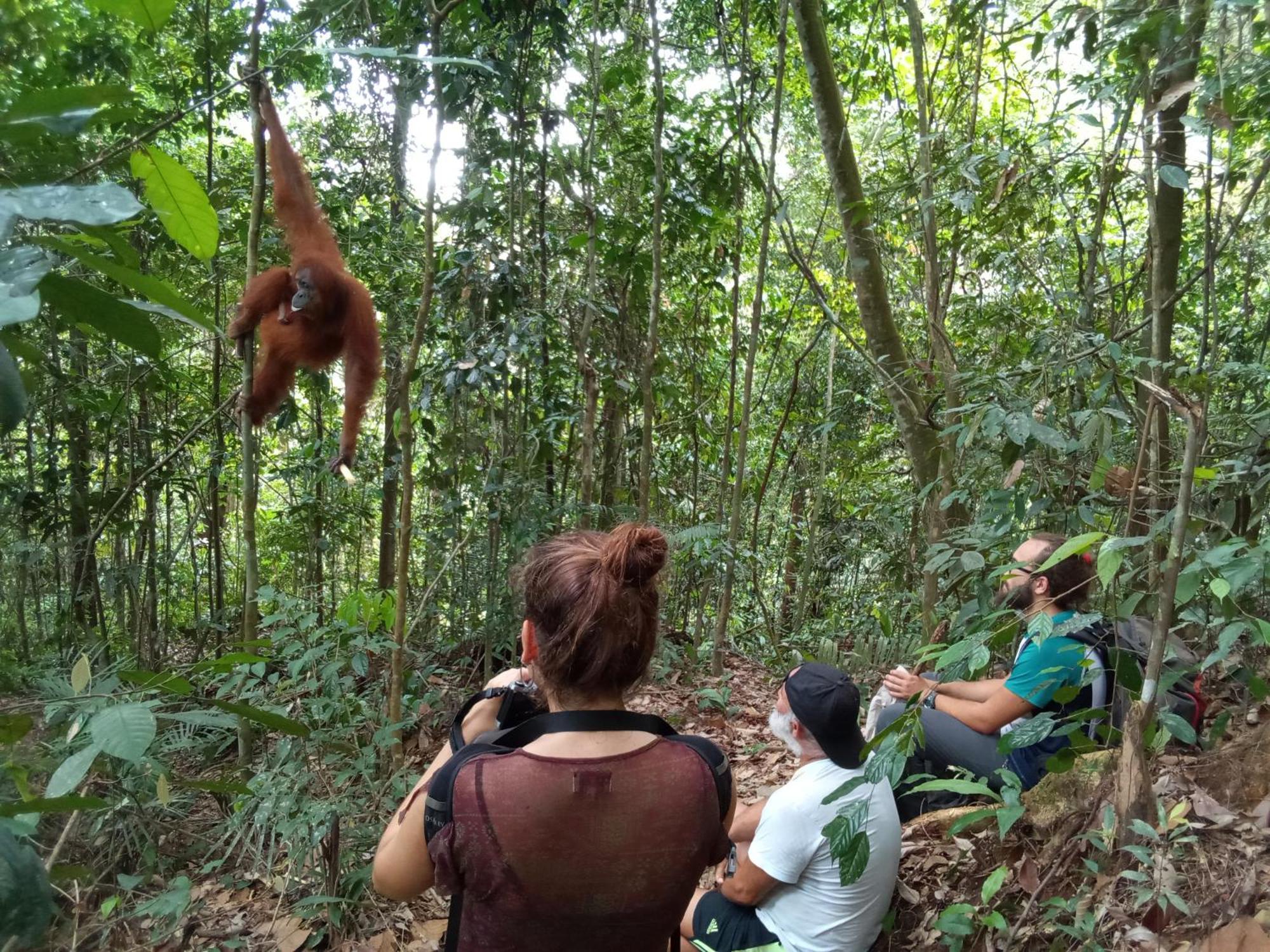 Jungle Treking & Jungle Tour If You Want To Stay Here,You Must Book Treking Only With Us Bukit Lawang Esterno foto