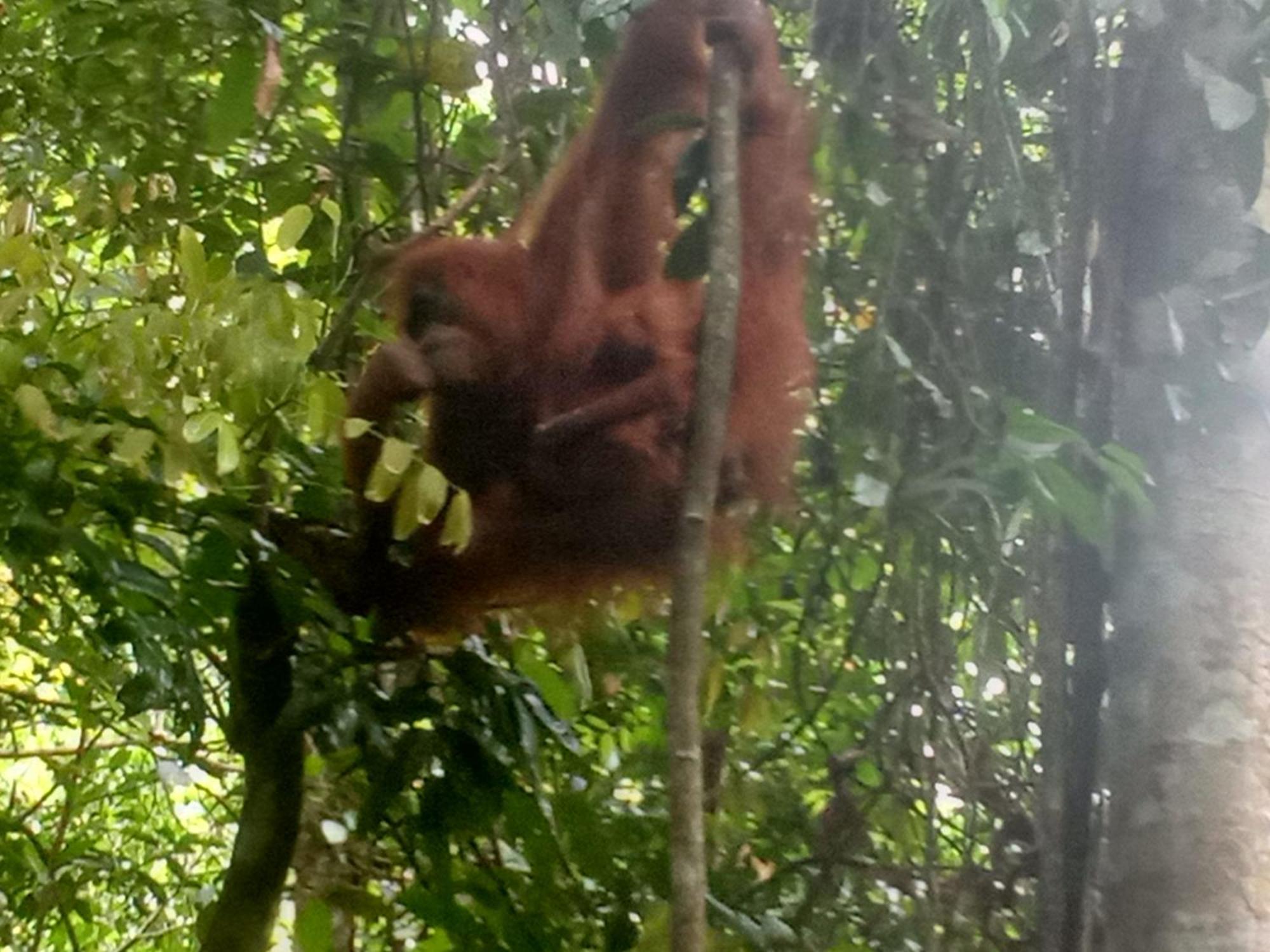 Jungle Treking & Jungle Tour If You Want To Stay Here,You Must Book Treking Only With Us Bukit Lawang Esterno foto