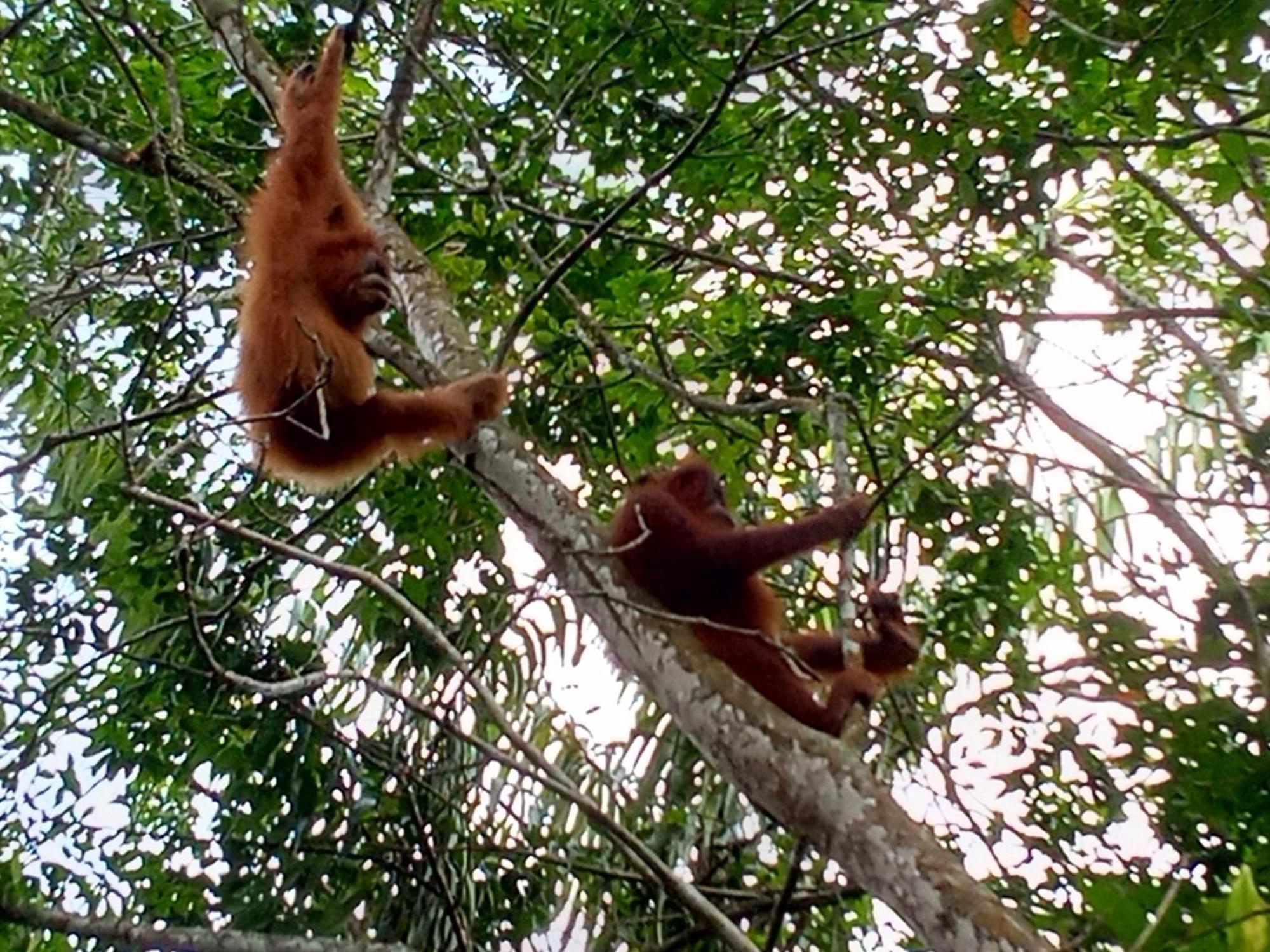 Jungle Treking & Jungle Tour If You Want To Stay Here,You Must Book Treking Only With Us Bukit Lawang Esterno foto