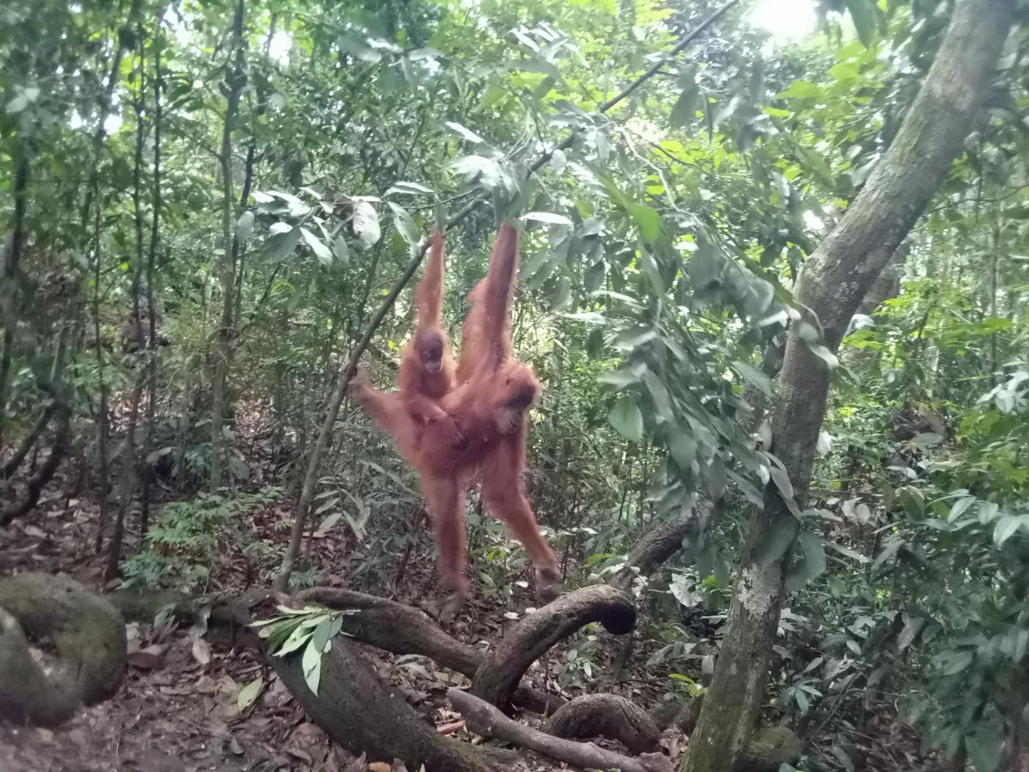 Jungle Treking & Jungle Tour If You Want To Stay Here,You Must Book Treking Only With Us Bukit Lawang Esterno foto