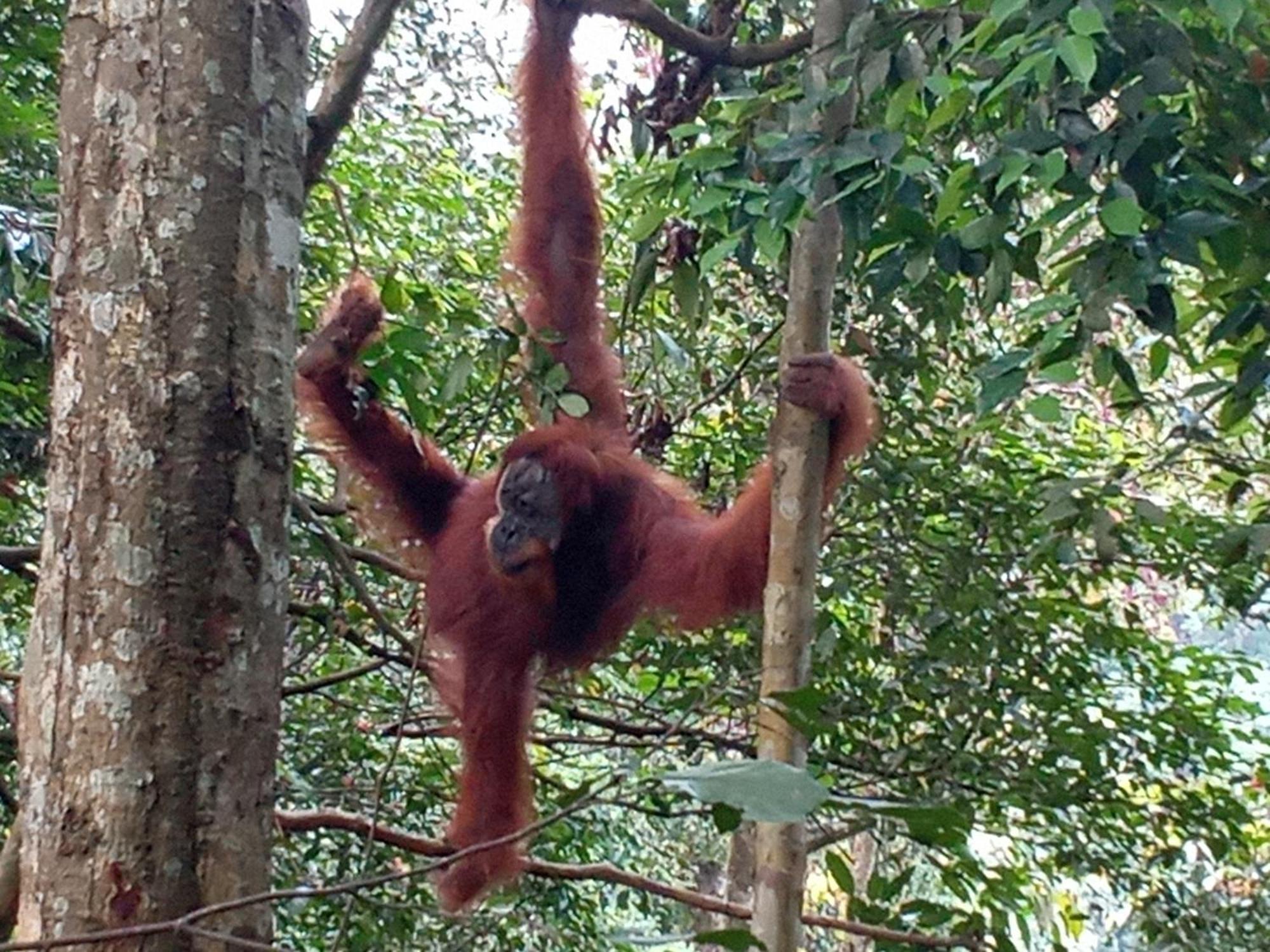 Jungle Treking & Jungle Tour If You Want To Stay Here,You Must Book Treking Only With Us Bukit Lawang Esterno foto