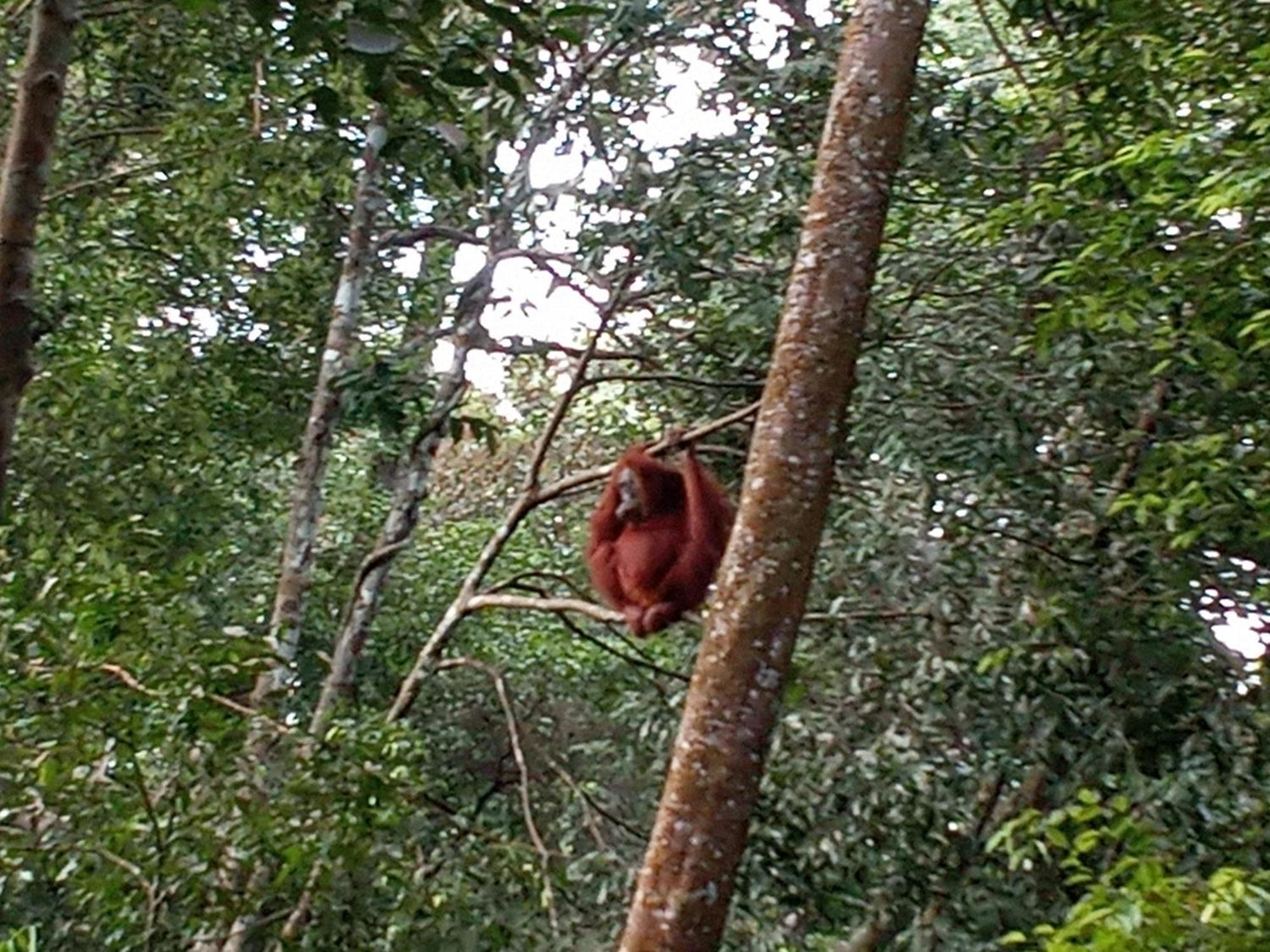 Jungle Treking & Jungle Tour If You Want To Stay Here,You Must Book Treking Only With Us Bukit Lawang Esterno foto