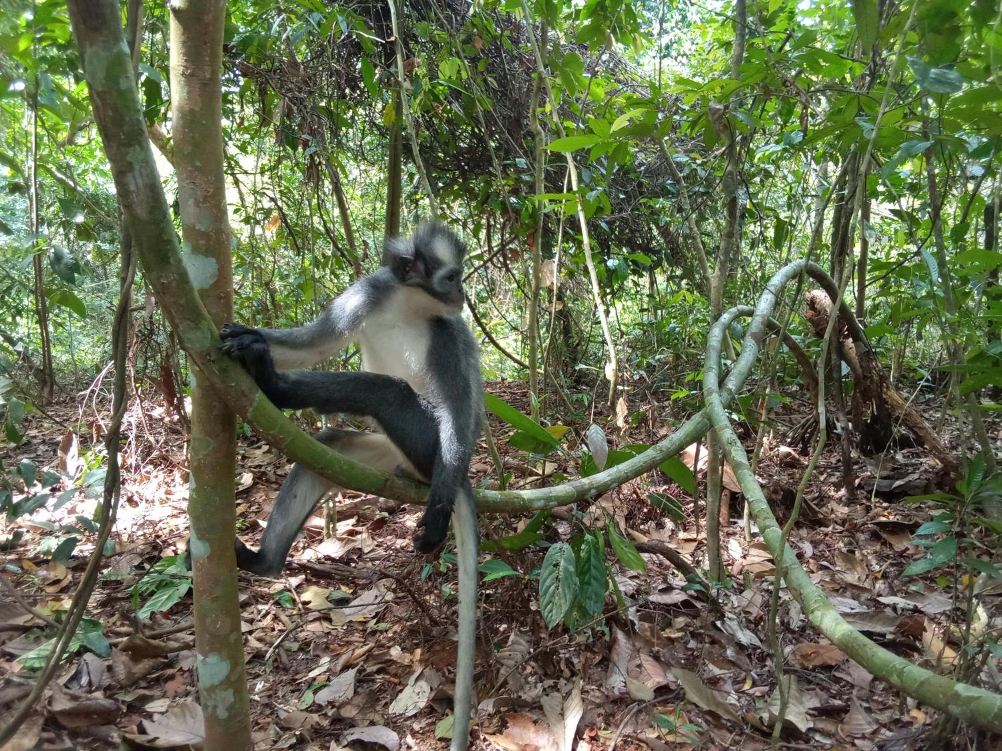 Jungle Treking & Jungle Tour If You Want To Stay Here,You Must Book Treking Only With Us Bukit Lawang Esterno foto