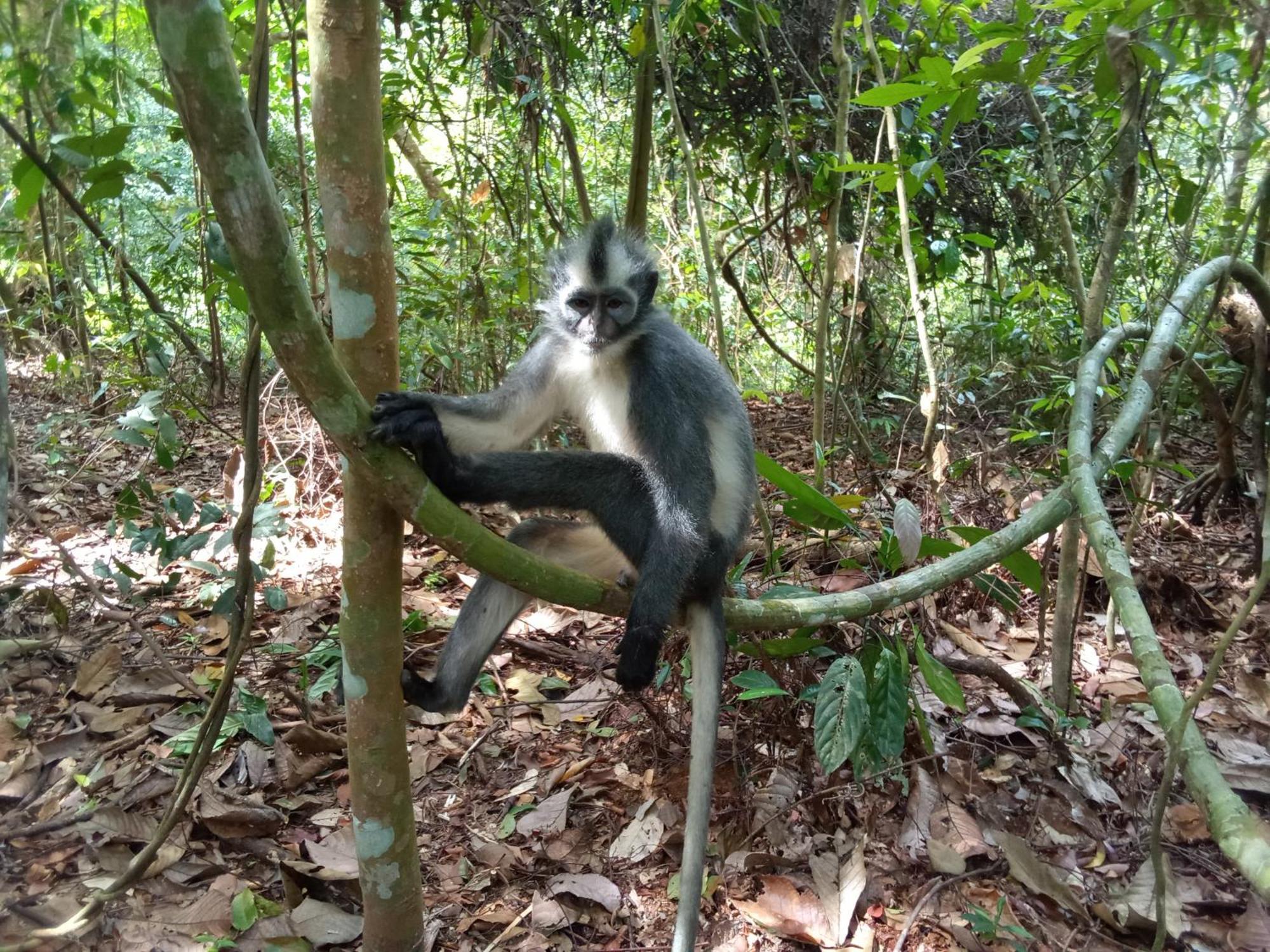 Jungle Treking & Jungle Tour If You Want To Stay Here,You Must Book Treking Only With Us Bukit Lawang Esterno foto