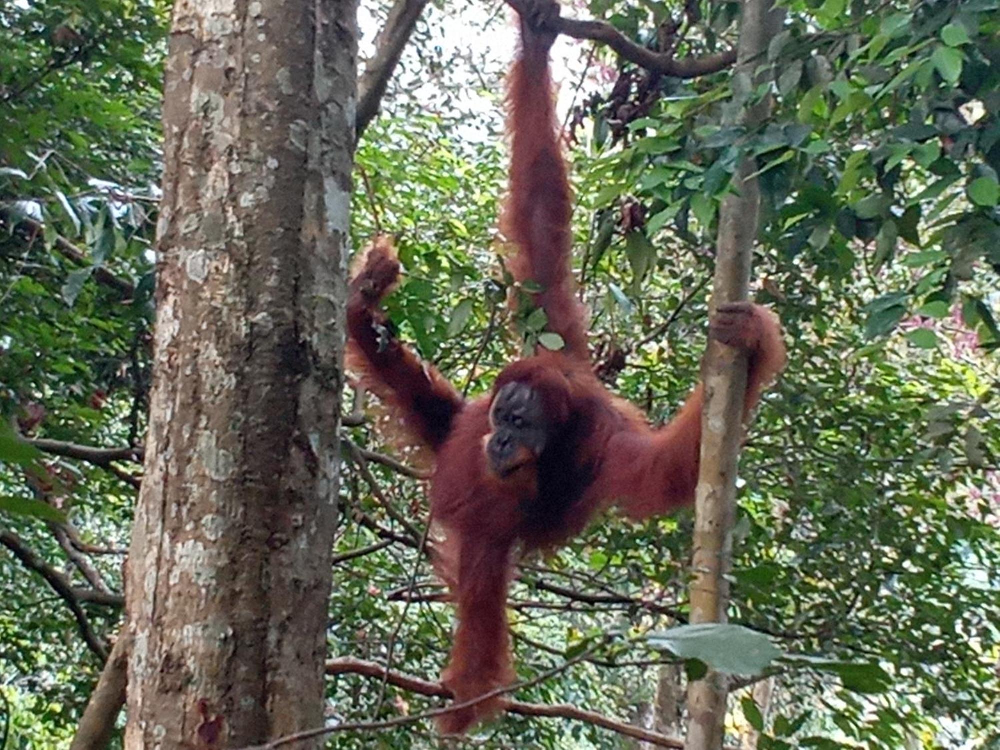 Jungle Treking & Jungle Tour If You Want To Stay Here,You Must Book Treking Only With Us Bukit Lawang Esterno foto