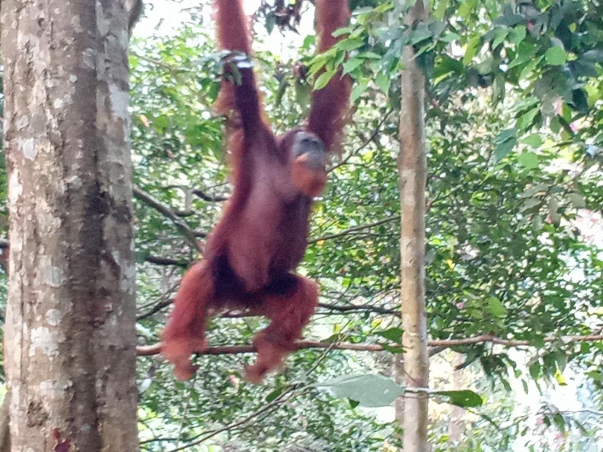 Jungle Treking & Jungle Tour If You Want To Stay Here,You Must Book Treking Only With Us Bukit Lawang Esterno foto