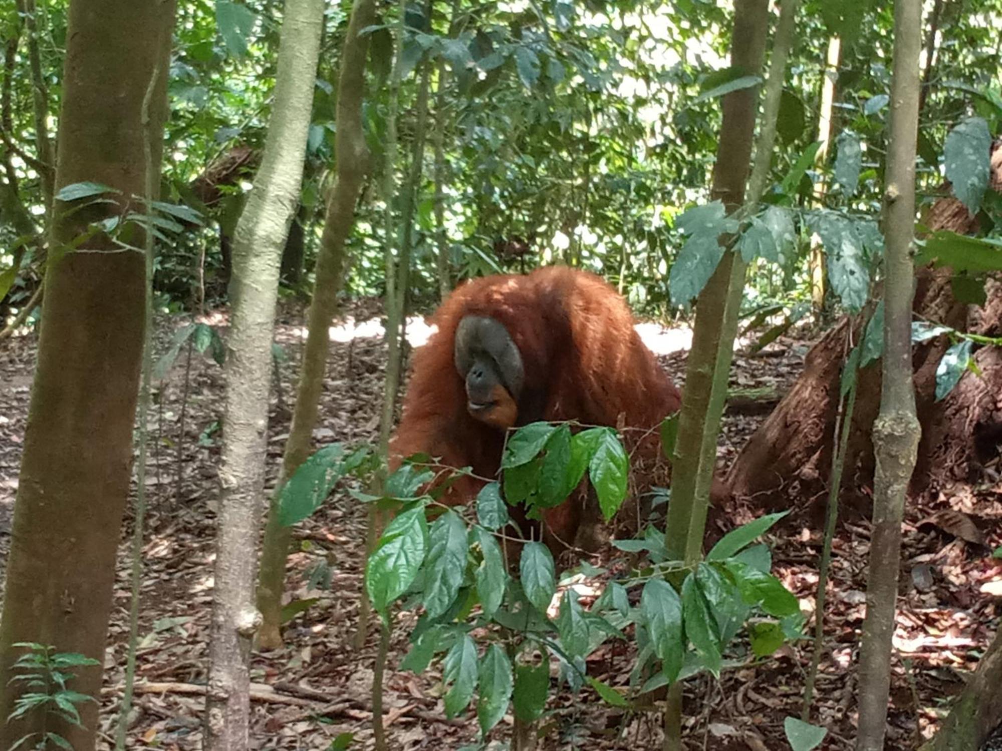 Jungle Treking & Jungle Tour If You Want To Stay Here,You Must Book Treking Only With Us Bukit Lawang Esterno foto