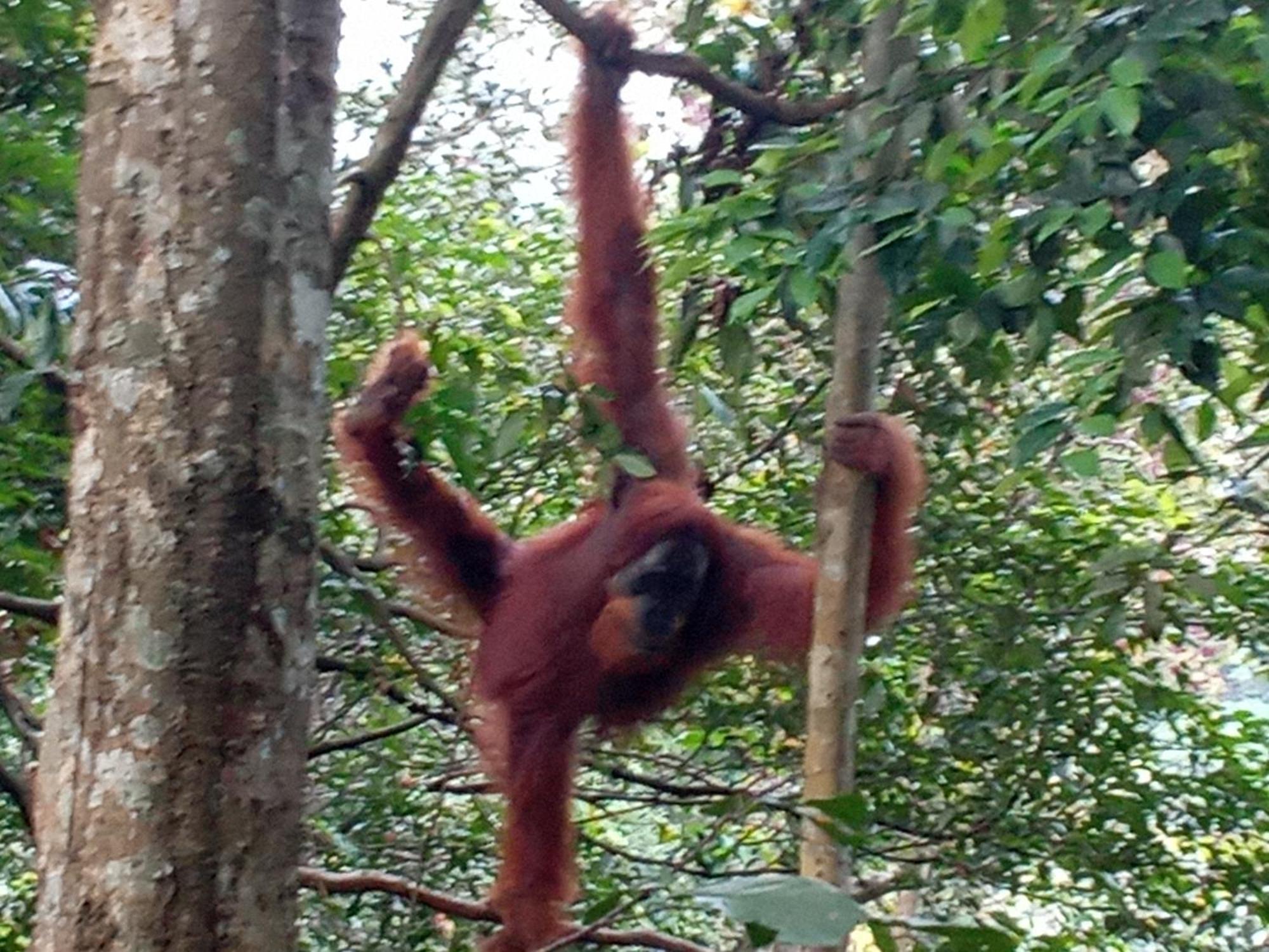 Jungle Treking & Jungle Tour If You Want To Stay Here,You Must Book Treking Only With Us Bukit Lawang Esterno foto