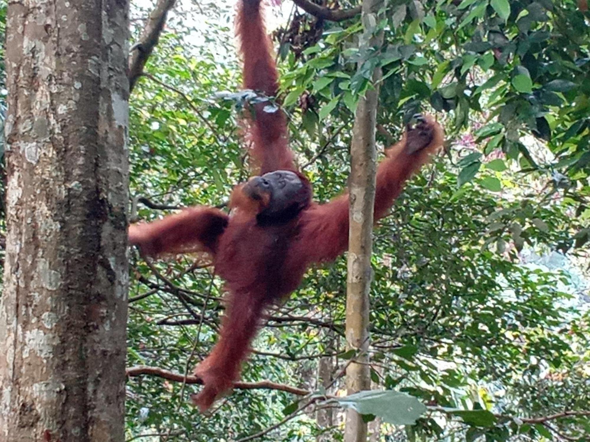 Jungle Treking & Jungle Tour If You Want To Stay Here,You Must Book Treking Only With Us Bukit Lawang Esterno foto
